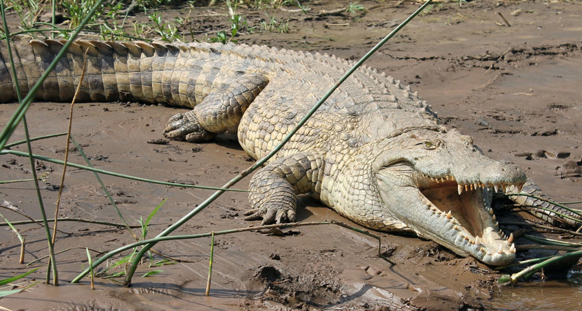 Unstrut-Krokodil jetzt im Kyffhäuserkreis?
