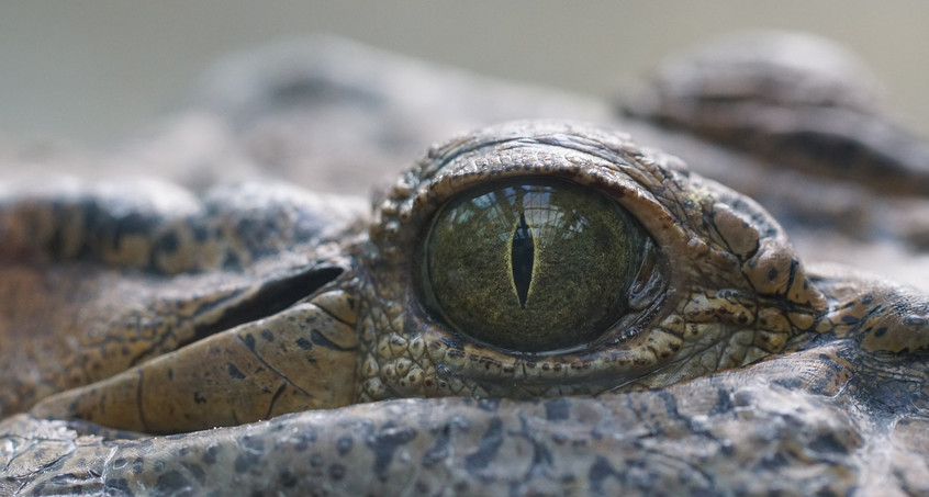Experte soll Krokodil in der Unstrut ermitteln