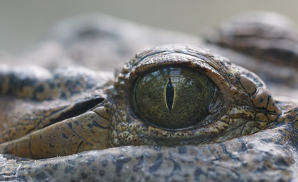 Experte soll Krokodil in der Unstrut ermitteln