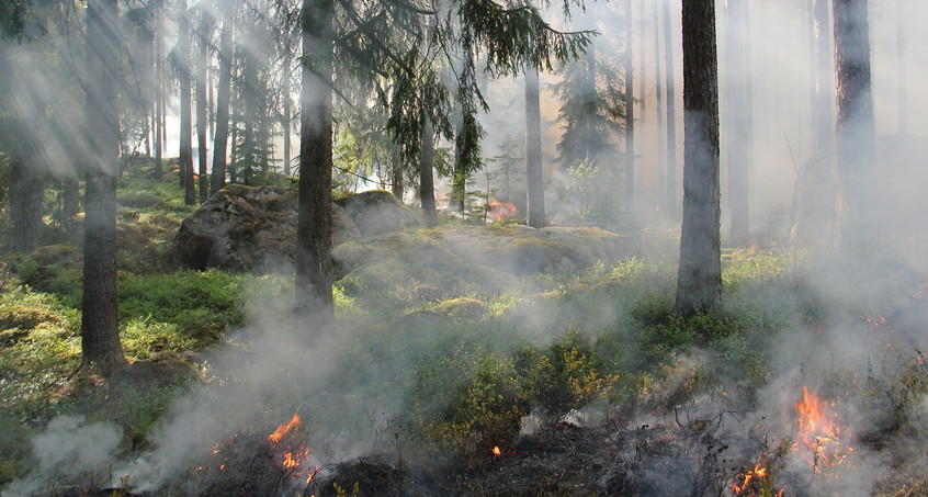 Waldbrand am Rennsteig unter Kontrolle