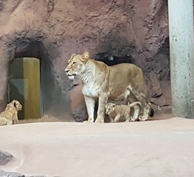 tny_201006-lra-lowenbabys-zoo-erfurt-5