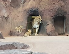 tny_201006-lra-lowenbabys-zoo-erfurt-7