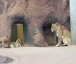 tny_201006-lra-lowenbabys-zoo-erfurt-8