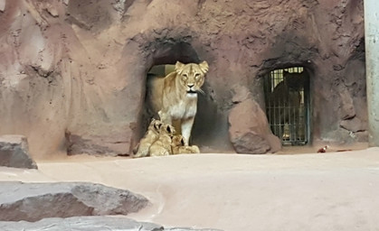 Drei Löwenbabys in Erfurt den Besuchern vorgestellt