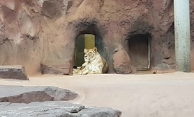 tny_201006-lra-lowenbabys-zoo-erfurt-2