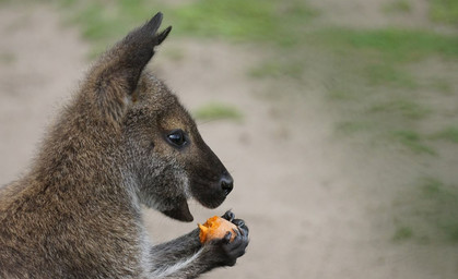 Känguru Paul ist wieder da