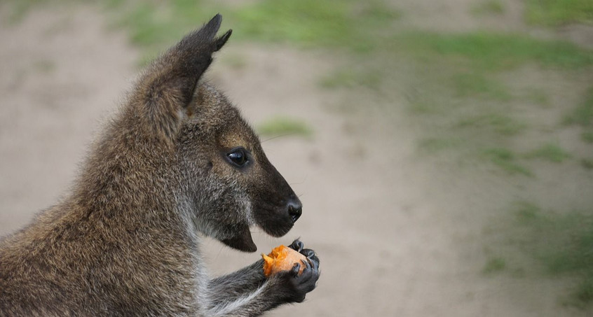 Känguru Paul ist wieder da