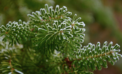 Genügend Thüringer Weihnachtsbäume verfügbar