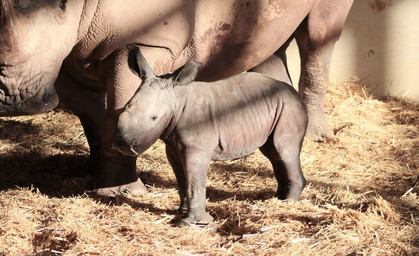 Nashorn-Nachwuchs im Thüringer Zoopark Erfurt