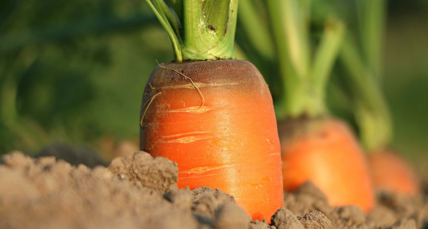 Mit der „Gemüseinsel“ Solidarische Landwirtschaft verwirklichen