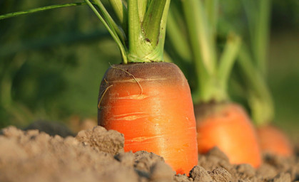 Mit der „Gemüseinsel“ Solidarische Landwirtschaft verwirklichen