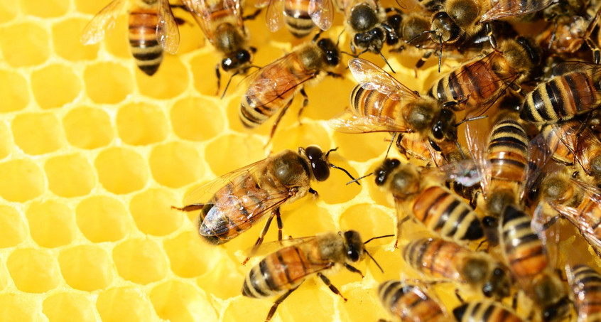 Unterstützung für die Bienen