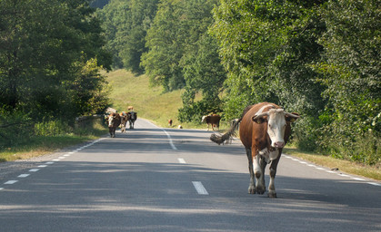 Ausgebüxte Kühe behindern Autos und Bahn