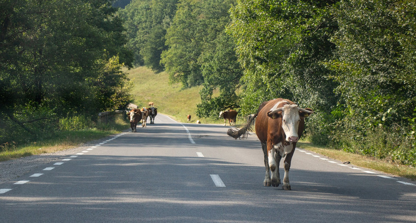 Ausgebüxte Kühe behindern Autos und Bahn