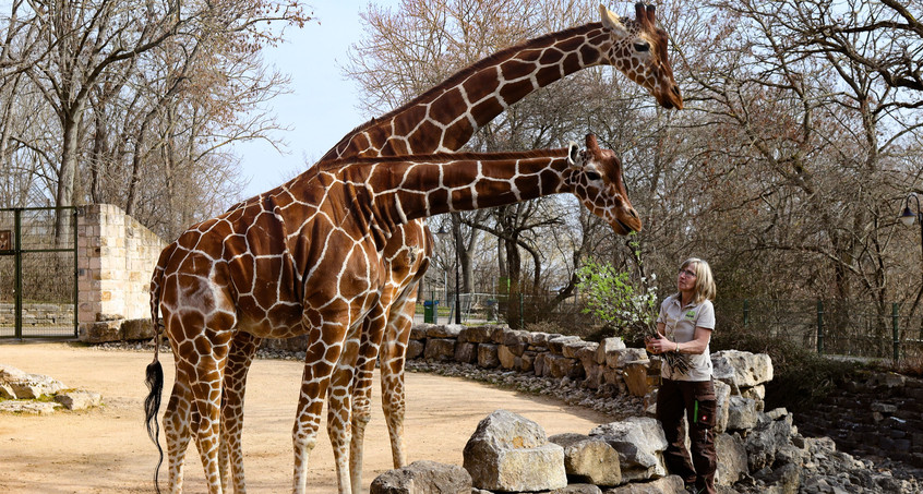 Giraffen müssen Erfurter Zoo verlassen