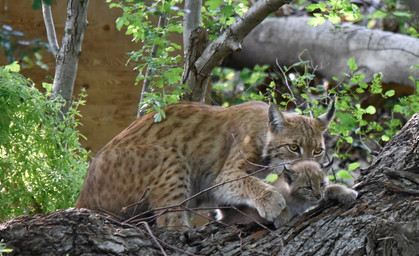 Nachwuchs im Wildkatzendorf Hütscheroda