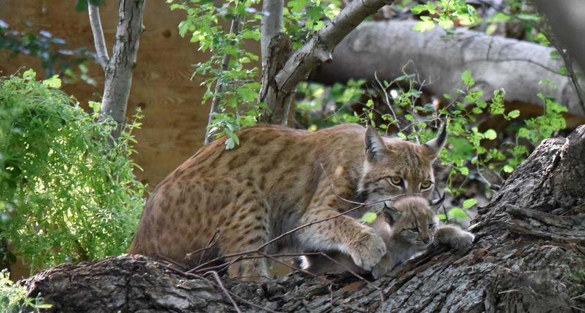 Nachwuchs im Wildkatzendorf Hütscheroda