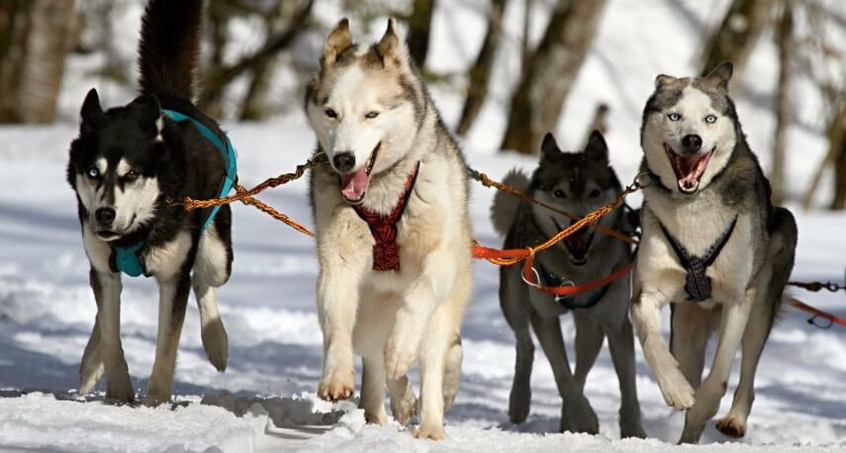 Schlittenhunderennen am Rennsteig