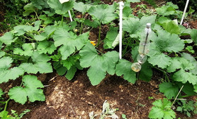 Blätter der Riesenzucchini unterdrücken das Unkraut