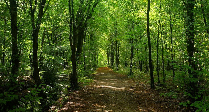 360 Kilometer: In die Pedale treten für den Wald