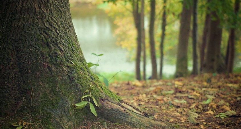 Waldwandel durch Klimawandel