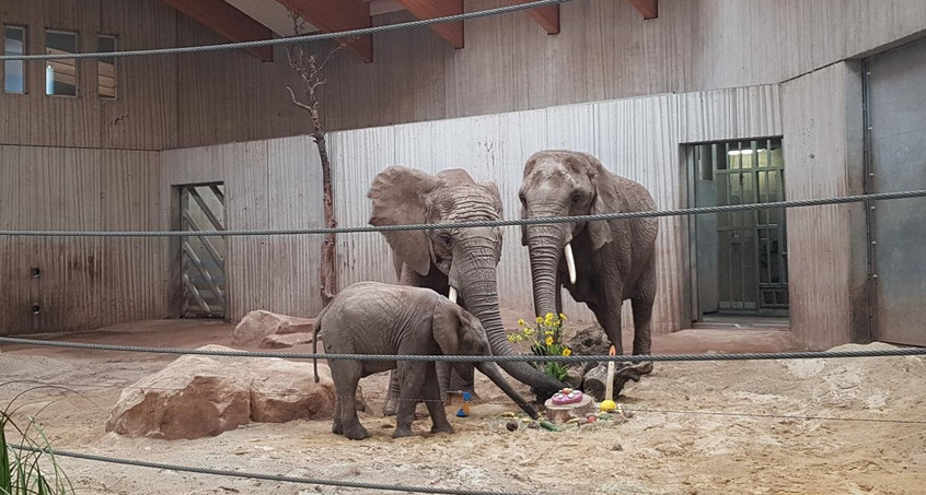 Elefanten-Geburtstag im Zoopark Erfurt
