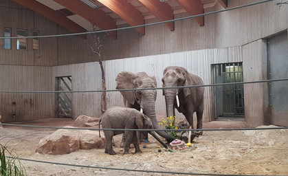 Elefanten-Geburtstag im Zoopark Erfurt