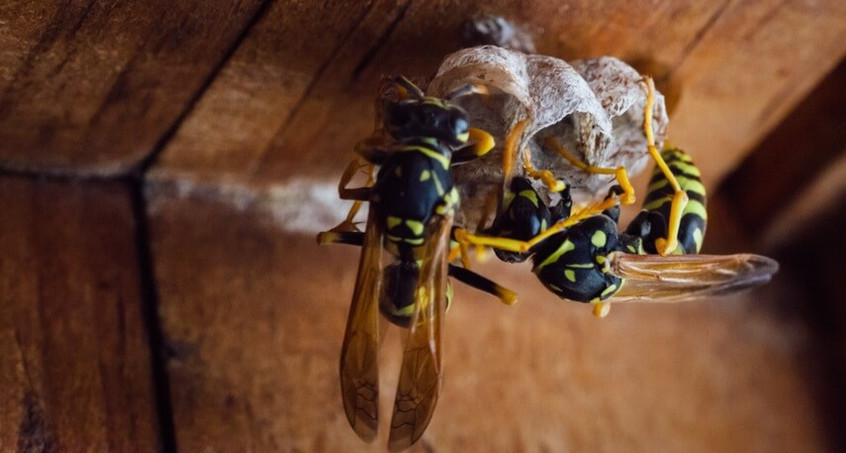 Es kreucht und fleucht in Thüringen! Wirklich? NABU startet zweite Insekten-Zählphase