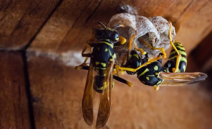 Es kreucht und fleucht in Thüringen! Wirklich? NABU startet zweite Insekten-Zählphase