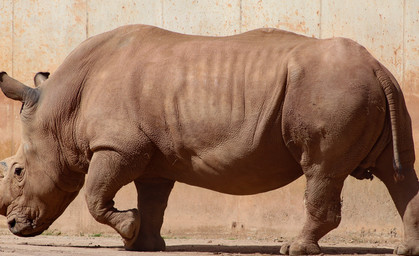 Nashornbullen Dino & Kiano verlassen den Erfurter Zoopark