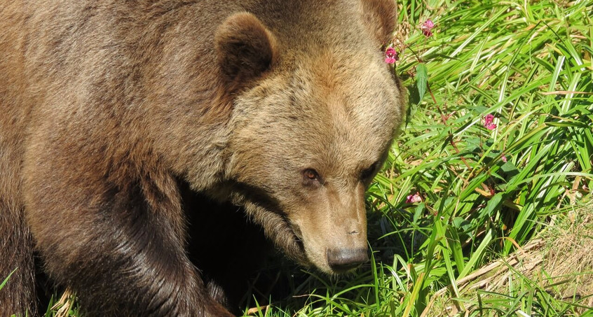 Bären im Bärenpark bereits wach