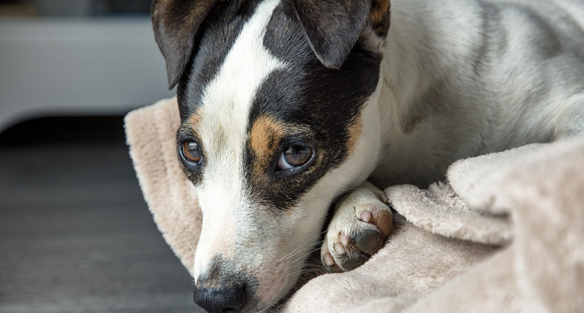 Jack-Russel-Dame läuft auf A9