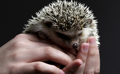 Igel aufpäppeln, sie gut durch Herbst und Winter bringen