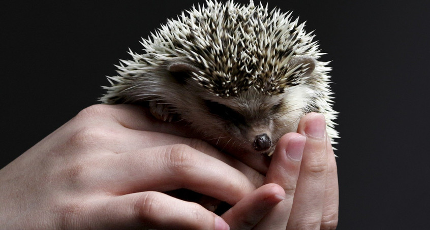 Igel aufpäppeln, sie gut durch Herbst und Winter bringen