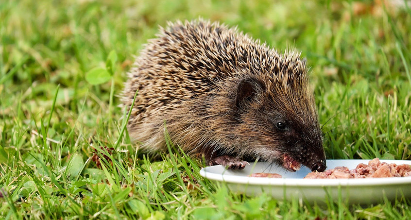 Wunschbaumaktion für Tiere in Not