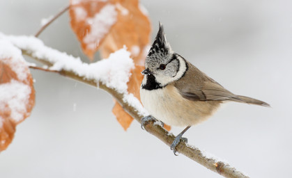 „Stunde der Wintervögel“ startet