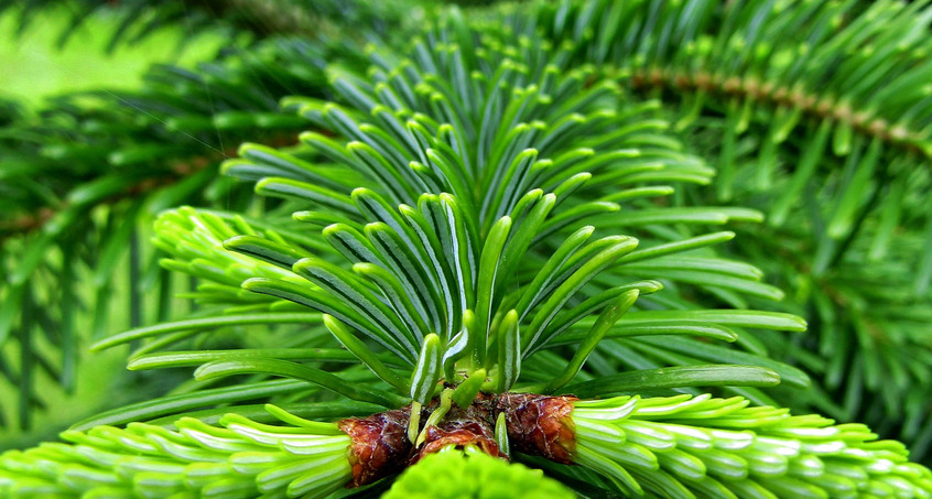 Weihnachtsbaum für Saalfeld gesucht