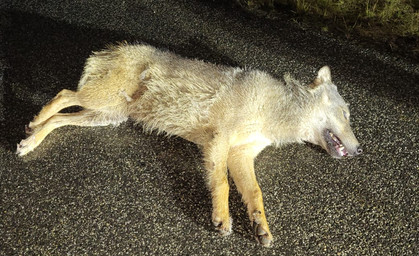 Wolf auf der A38 angefahren?