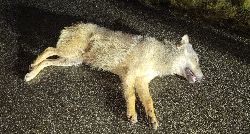 Wolf auf der A38 angefahren?