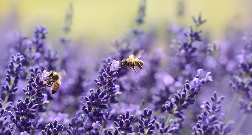 Umweltministerium startet Wettbewerb zum Insektenschutz 