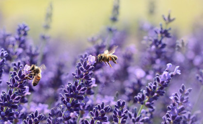 Umweltministerium startet Wettbewerb zum Insektenschutz 