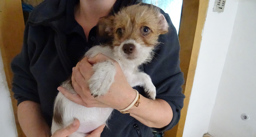 Tiere gerettet – neues Zuhause gesucht