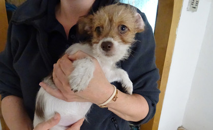 Tiere gerettet – neues Zuhause gesucht