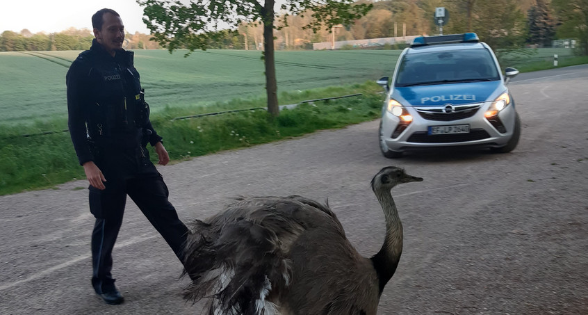 Polizei auf Nandu-Jagd