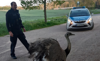 Polizei auf Nandu-Jagd