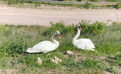 Schwanenfamilie von Autobahn gerettet