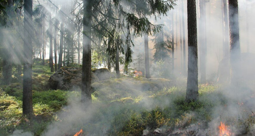 Wenig Regen, große Hitze: Waldbrandgefahr steigt in Thüringen 