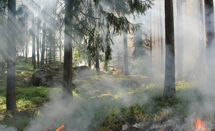 Wenig Regen, große Hitze: Waldbrandgefahr steigt in Thüringen 