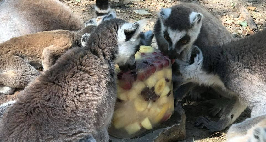 So genüsslich schlecken die Äffchen im Affenwald Eis 