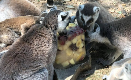 So genüsslich schlecken die Äffchen im Affenwald Eis 